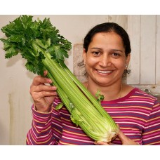 CELERY Bunch LEVIN Grown